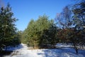 Snow in the Berlin forest in January. Beautiful forest winter landscape. Berlin Germany Royalty Free Stock Photo