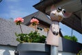 Standing orange-pink geraniums bloom in pots in June. Berlin, Germany