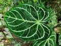 A beautiful veiny leaf of Anthurium Cordifolium Royalty Free Stock Photo