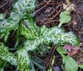 Beautiful veiny variegated foliage in autumn or winter with debris on ground