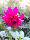 Beautiful veiw of pink dahlia Royalty Free Stock Photo