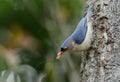 Velvet-fronted Nuthatch Sitta frontalis Royalty Free Stock Photo
