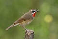 Beautiful velvet red neck bird fully perching wooden pole in nat