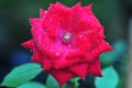 Beautiful Velvet Red Rose Blooming in the Garden Royalty Free Stock Photo