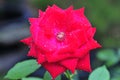 Beautiful Velvet Red Rose Blooming in the Garden Royalty Free Stock Photo