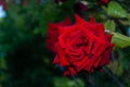 Beautiful velvet red rose on dark green blurred background