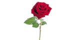 Beautiful velvet rose