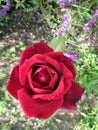 Beautiful velvety red rose and violet salvias freshly bloomed in the spring garden