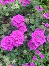 A Beautiful Verbena California Blossom