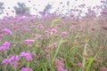 Beautiful Verbena field in mon jam mountain