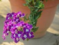 Beautiful Verbena Flower