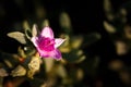 Beautiful Verbena flower in a garden