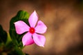 Beautiful Verbena flower in a garden