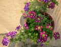 Beautiful Verbena Flower Growing in Pot outdoor