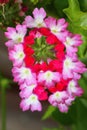 Beautiful verbena flower in pink blossom