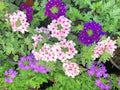 Purple and pink Verbena flowers Royalty Free Stock Photo
