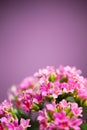 Beautiful Verbena hybrida flowers Royalty Free Stock Photo