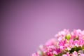 Beautiful Verbena hybrida flowers