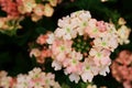 Beautiful verbena lanai peach flower