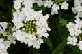 Beautiful verbena lanai peach flower