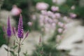 Beautiful veronica blooming in english cottage garden. Close up of purple veronica spicata flower. Floral wallpaper. Homestead Royalty Free Stock Photo