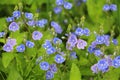 Beautiful veronica chamadris - blue flowers in spring