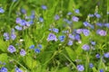 Beautiful veronica chamadris - blue flowers in spring Royalty Free Stock Photo