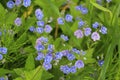 Beautiful veronica chamadris - blue flowers in spring Royalty Free Stock Photo