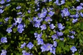 Beautiful veronica chamadris - blue flowers in spring. Floral background.