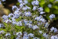 Beautiful veronica chamadris - blue flowers in spring. Floral background. Veronica Alpine Veronica fruticans . Wild Royalty Free Stock Photo