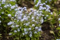 Beautiful veronica chamadris - blue flowers in spring. Floral background. Veronica Alpine Veronica fruticans . Wild