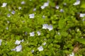 Beautiful veronica chamadris - blue flowers in spring. Floral background. Veronica Alpine Veronica fruticans . Wild Royalty Free Stock Photo