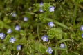 Beautiful veronica chamadris - blue flowers in spring. Floral background. Veronica Alpine Veronica fruticans . Wild Royalty Free Stock Photo