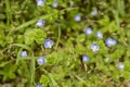 Beautiful veronica chamadris - blue flowers in spring. Floral background. Veronica Alpine Veronica fruticans . Wild flower