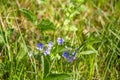 Beautiful Veronica Chamadris. Blue flowers in spring. Beautiful floral background with place for text. Wild flower of oak veronica Royalty Free Stock Photo