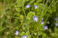 Beautiful veronica chamadris - blue flowers in spring. Floral background. Veronica Alpine Veronica fruticans . Wild Royalty Free Stock Photo