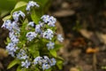 Beautiful veronica chamadris - blue flowers in spring. Floral background. Veronica Alpine Veronica fruticans . Wild Royalty Free Stock Photo