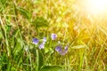 Beautiful Veronica Chamadris. Blue flowers in the spring in the sun. Beautiful floral background with place for text. Veronica Royalty Free Stock Photo