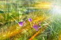 Beautiful Veronica Chamadris. Blue flowers in the spring in the sun. Beautiful floral background with place for text. Veronica