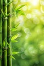 Beautiful vertical bamboo background with copy space for design projects and advertising purposes