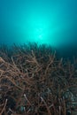 Beautiful vertical closeup of a coral called Hyacinth Birdsnest under the water Royalty Free Stock Photo