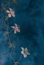 Beautiful vertical dark blue background with pink clematis flowers with place for text, botanical backdrop with copy space, top