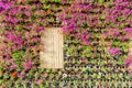 Beautiful vertical garden Royalty Free Stock Photo