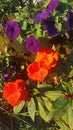 Beautiful vertical garden at Tangalooma Island Resort, Moreton Island, Queensland, Australia Royalty Free Stock Photo