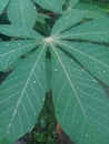 Beautiful vertical high angle shot of a Berberidaceae leaf