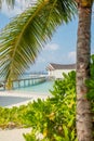 Beautiful vertical landscape with palm trees and bushes near ocean at the tropical sandy beach in luxury resort Royalty Free Stock Photo