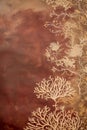 Beautiful vertical natura brown background, botanical backdrop with copy space on grunge texture, top view, blank space