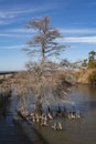 Beautiful vertical photo of a birch tree along the walking trail over the Currituck sound at Duck NC Royalty Free Stock Photo
