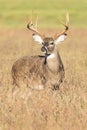 A beautiful vertical portrait of ten point buck Royalty Free Stock Photo