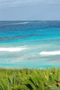 Bahamas- Vertical Tropical Seascape With Aloe and Grasses